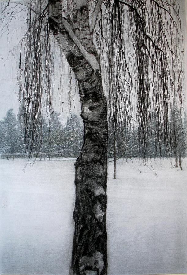 Winter Drawing - Birch In The Snow by Nives Palmic