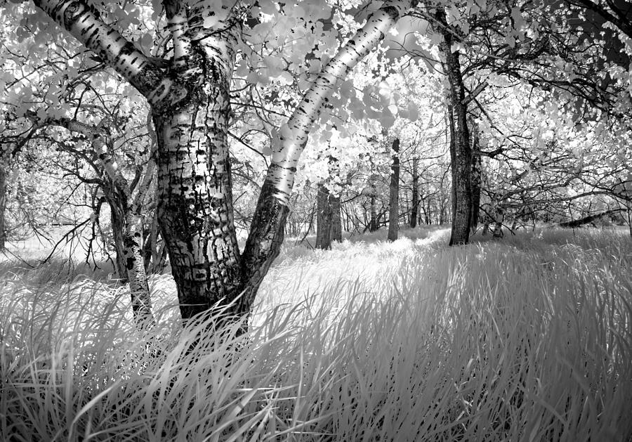 Birch in the Tall Grass Photograph by Dan Jurak