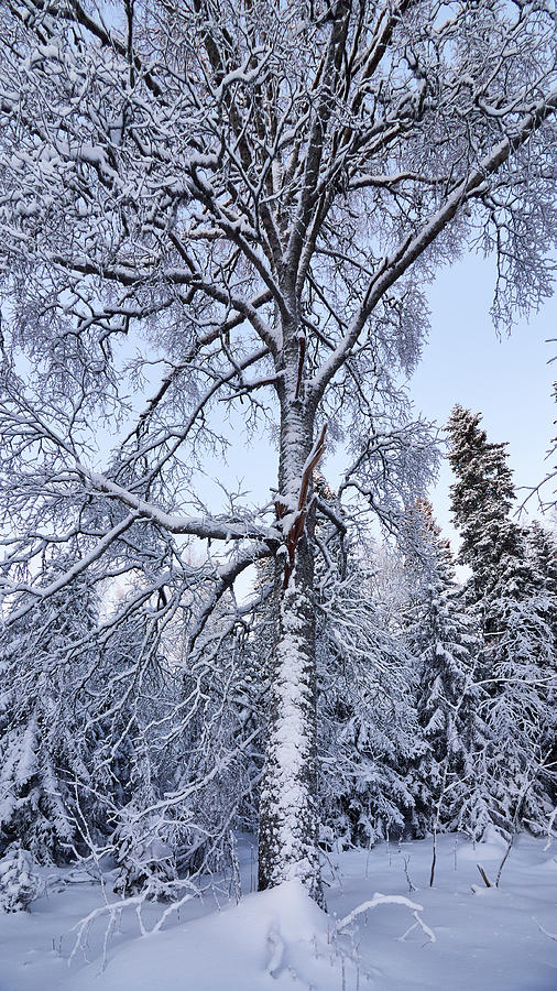 Birch in the winter dress Photograph by Jouko Lehto