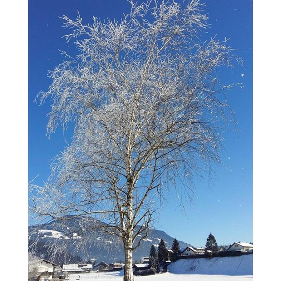 Tree Photograph - Birch In Winter 
birke Im by Heinz Rainer