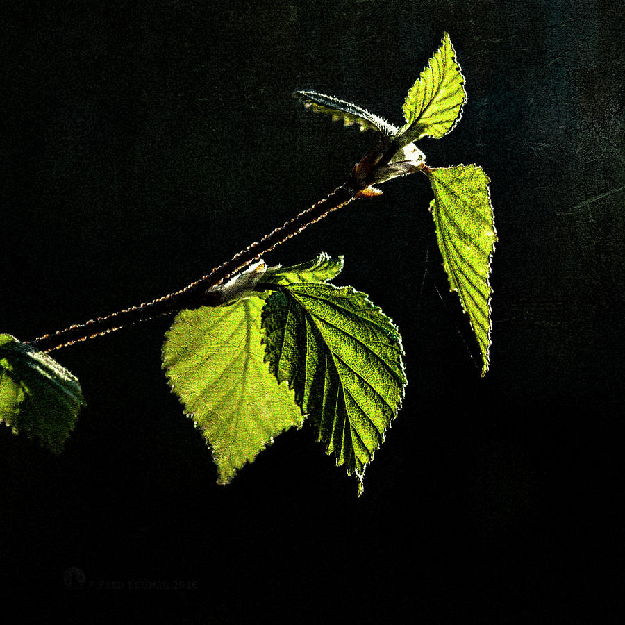 Birch Leaf Photograph by Fred Denner