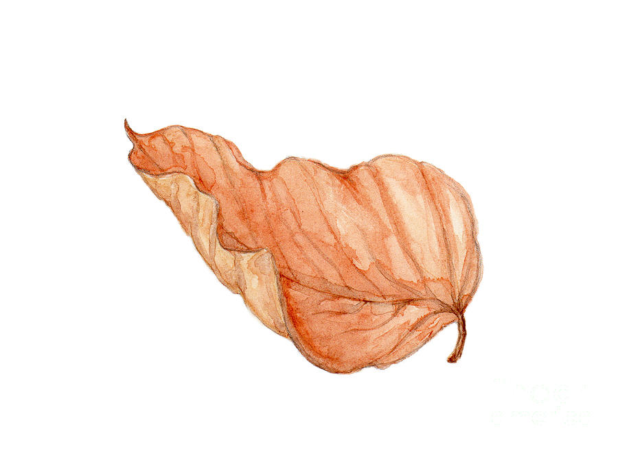 Birch Leaf in Watercolor by Elizabeth Oertel Birch Leaf in Watercolor by Elizabeth Oertel