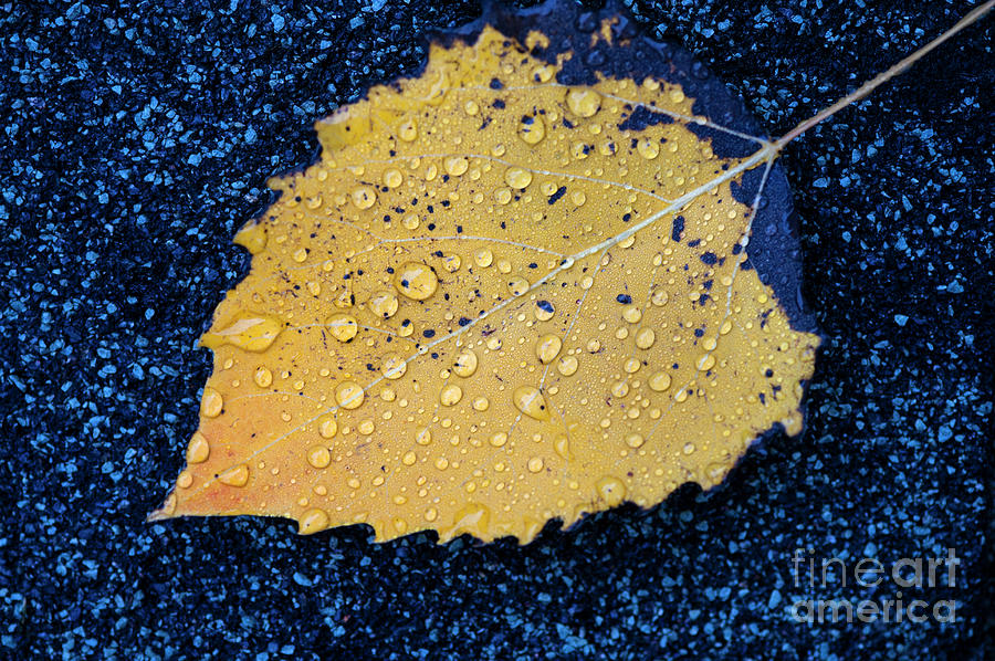 Birch Leaf on Rock Autumn Photograph by Jim Corwin