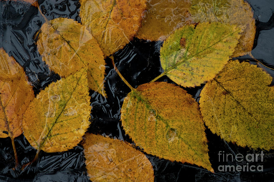 Birch Leaves Frozen in Small Pond Photograph by Jim Corwin
