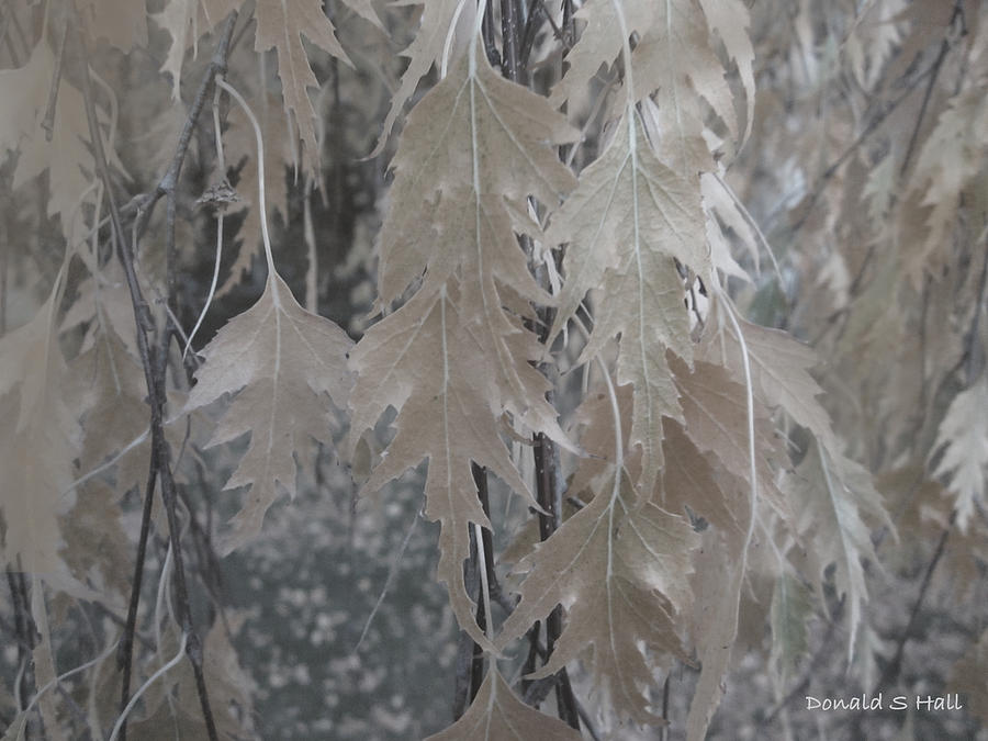 Birch Leaves in Beige Digital Art by Donald S Hall