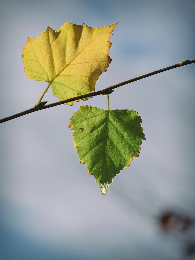 Birch Leaves On The Blue Sky Background Photograph