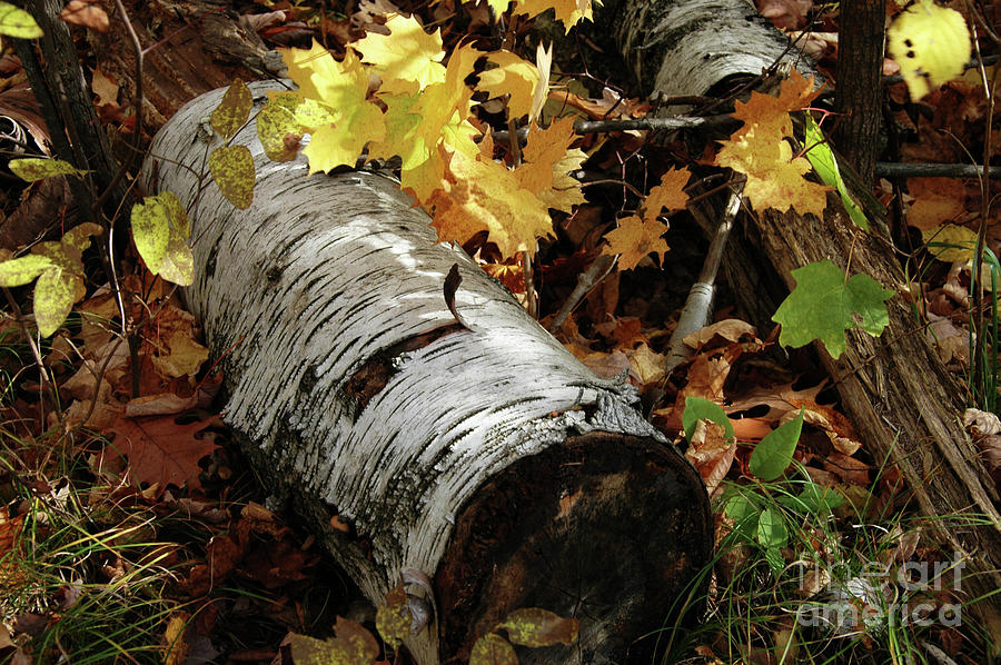 Birch Logs in Fall Photograph by Kathy Carlson - Pixels