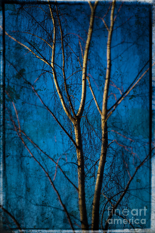 Birch On Blue 1 Photograph