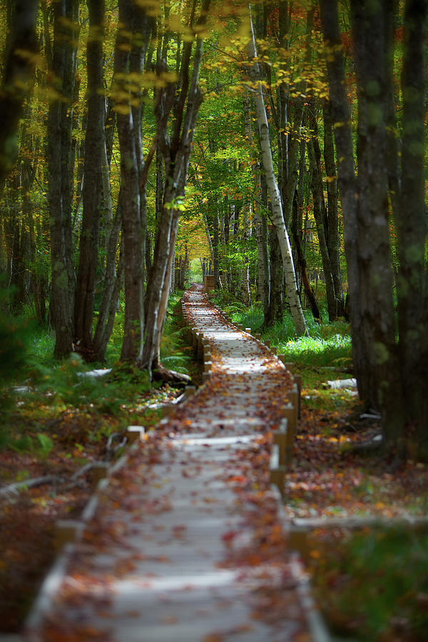 Birch path 2 Photograph by Alberto Audisio
