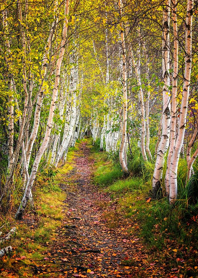 Birch Path - Acadia National Park Photograph by Kim Carpentier