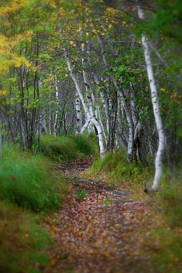 Birch path Photograph by Alberto Audisio