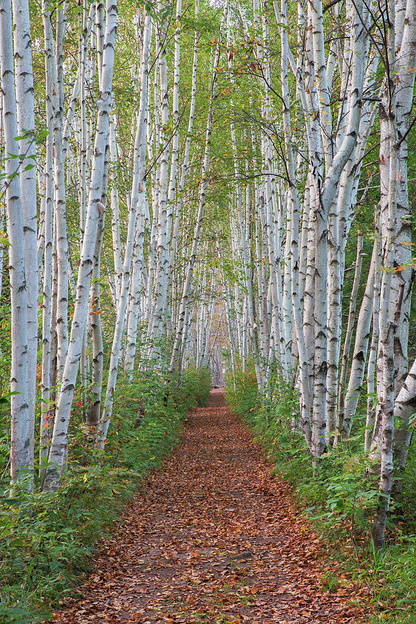 Birch Path Photograph by Chris Whiton