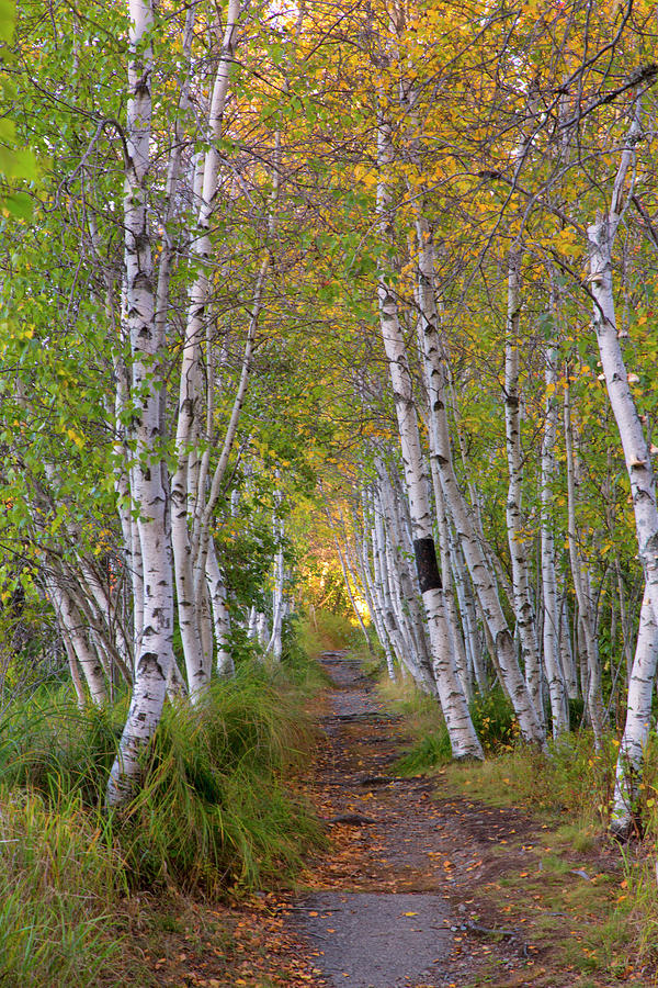 Birch Path Photograph by Nancy Dunivin
