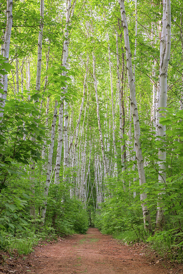 Birch Path Spring #2 Photograph by White Mountain Images