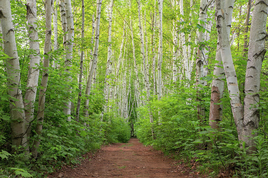 Birch Path Spring #3 Photograph by White Mountain Images