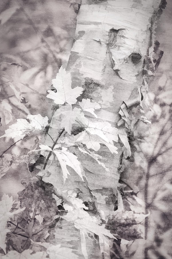 Birch Peel Photograph by Leda Robertson