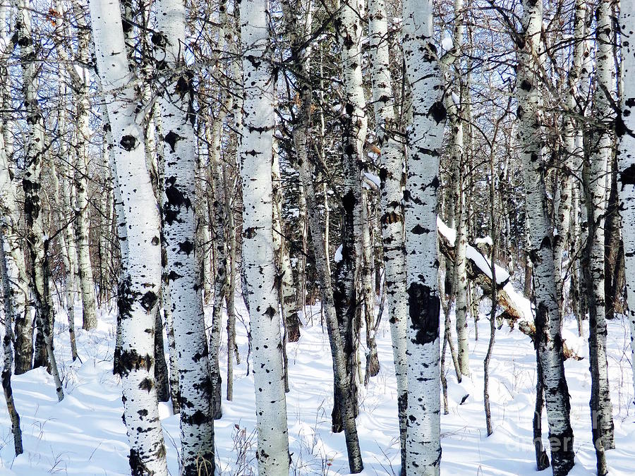 Birch Spots 002C Photograph by Jor Cop Images