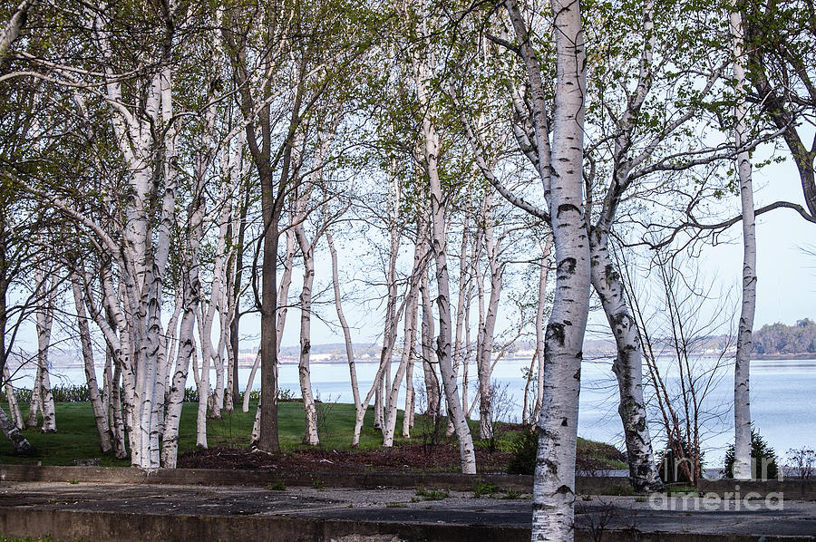 Tree Photograph - Birch Stand at the Ocean by Faith Harron Boudreau