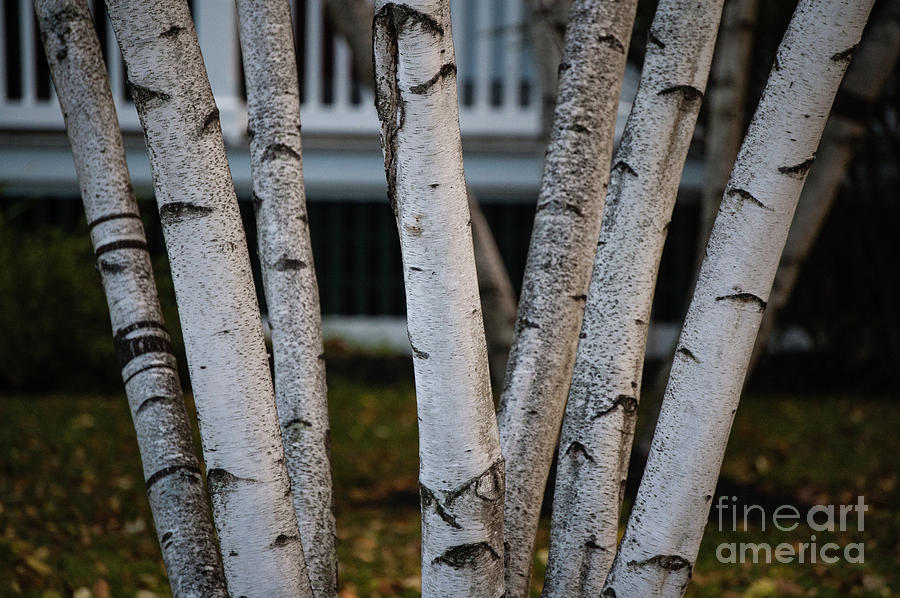 Tree Photograph - Birch Stand by Faith Harron Boudreau