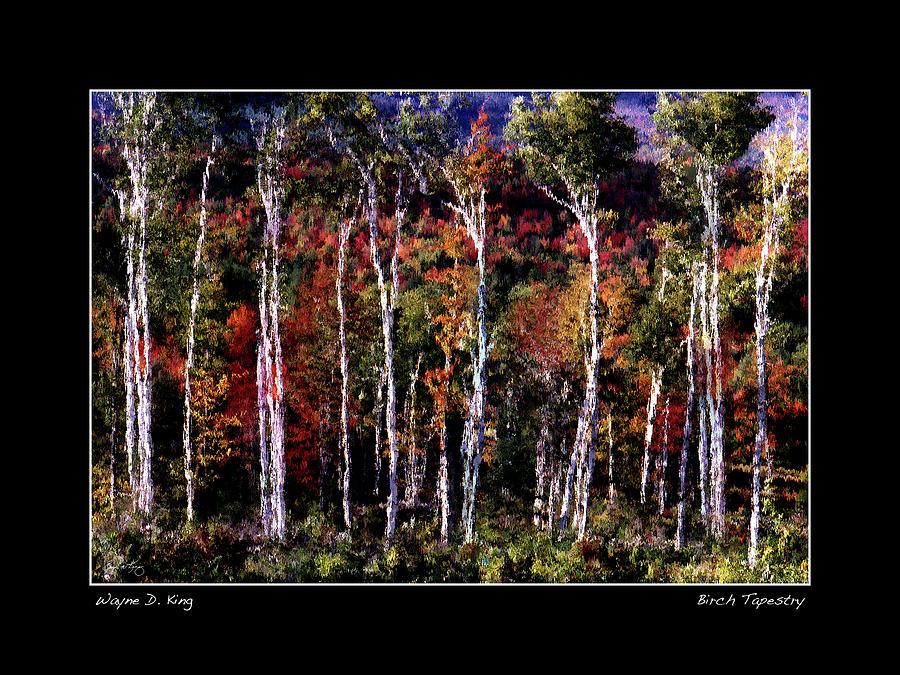 Birch Tapestry Poster Photograph by Wayne King