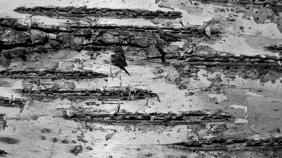 Birch Textures 52 BW Photograph by Mary Bedy