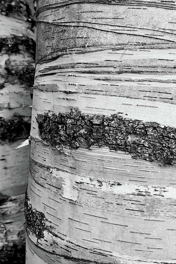 Birch Tree 1 Photograph by Heather Kenward