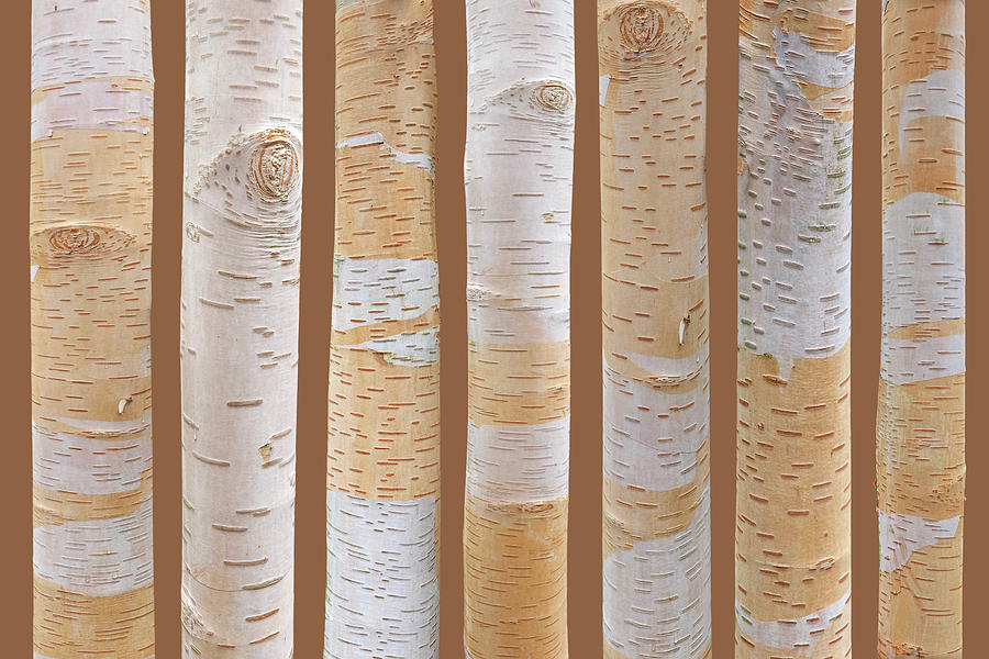 Birch Tree Abstract on Brown Photograph by Gill Billington