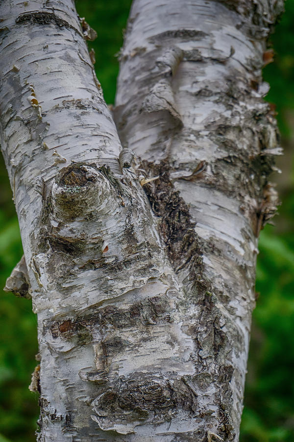 Birch Tree Photograph by Amanda Jones