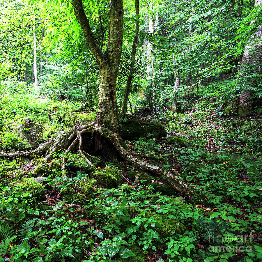 Summer Photograph - Birch Tree and Roots by Thomas R Fletcher