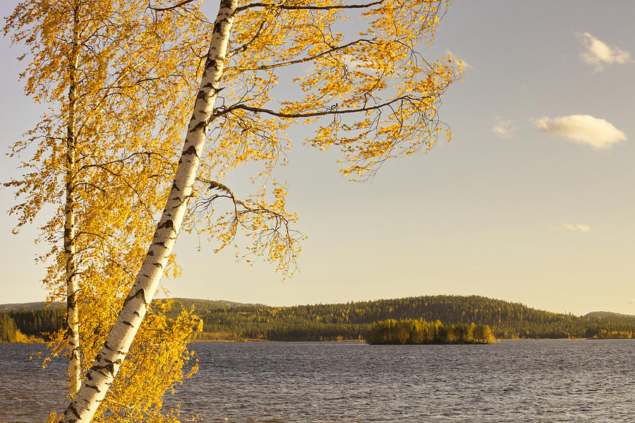 Birch tree at a lake in Lapland on a sunny morning Photograph by Ulrich Kunst And Bettina Scheidulin