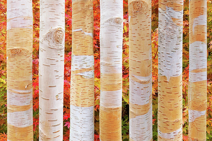Birch Tree Autumn Abstract Photograph by Gill Billington