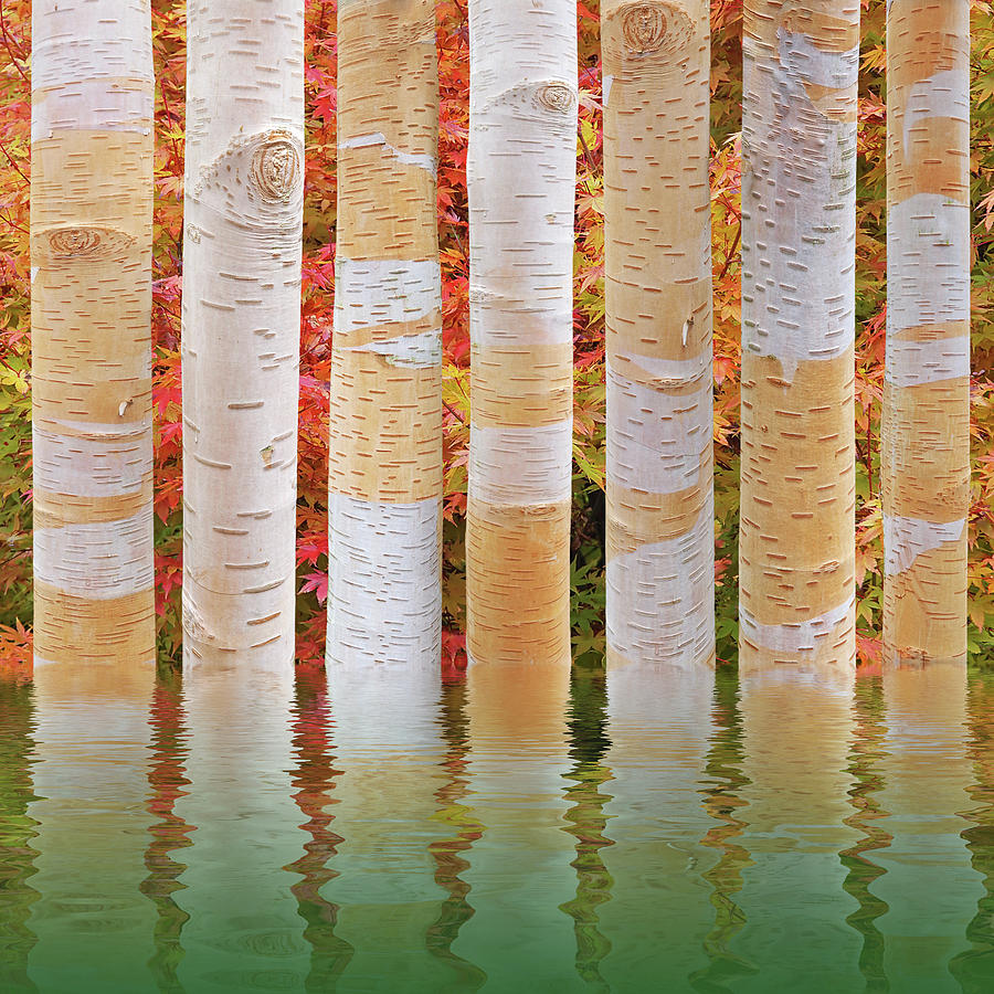 Birch Tree Autumn Abstract Reflections Photograph by Gill Billington