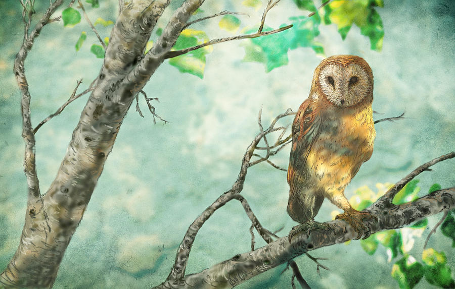 Birch Tree Barn Owl Digital Art By Martin Denault