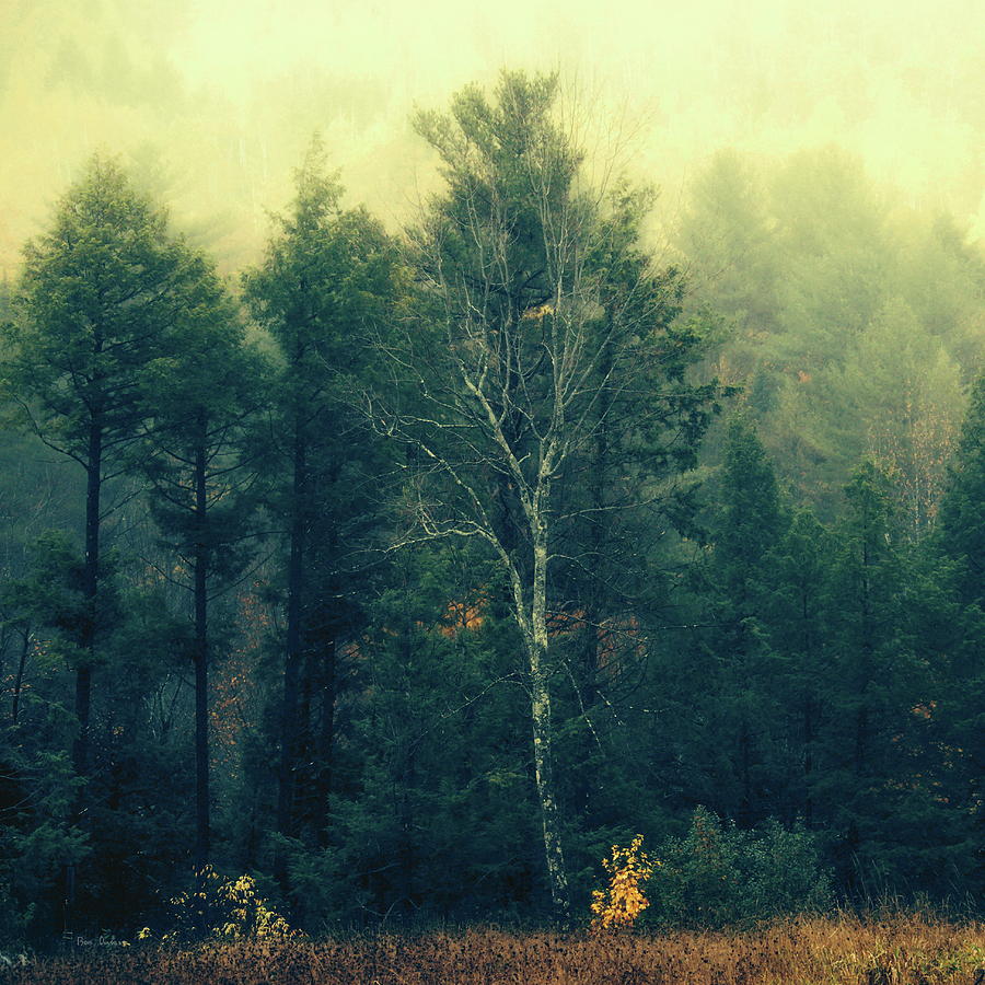 Birch Tree Photograph by Bob Orsillo