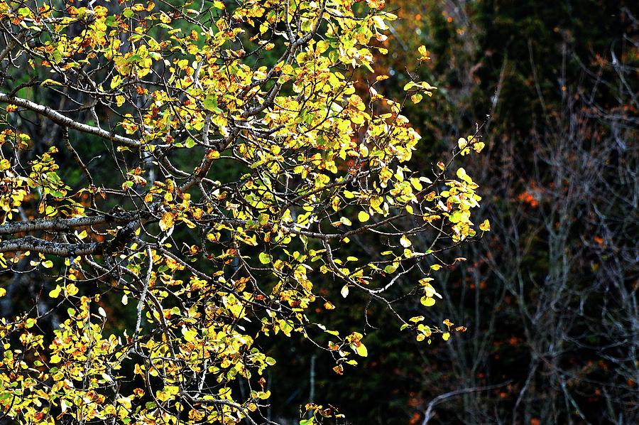 Birch Tree Branches With Yellow Leaves  Digital Art by Lyle Crump