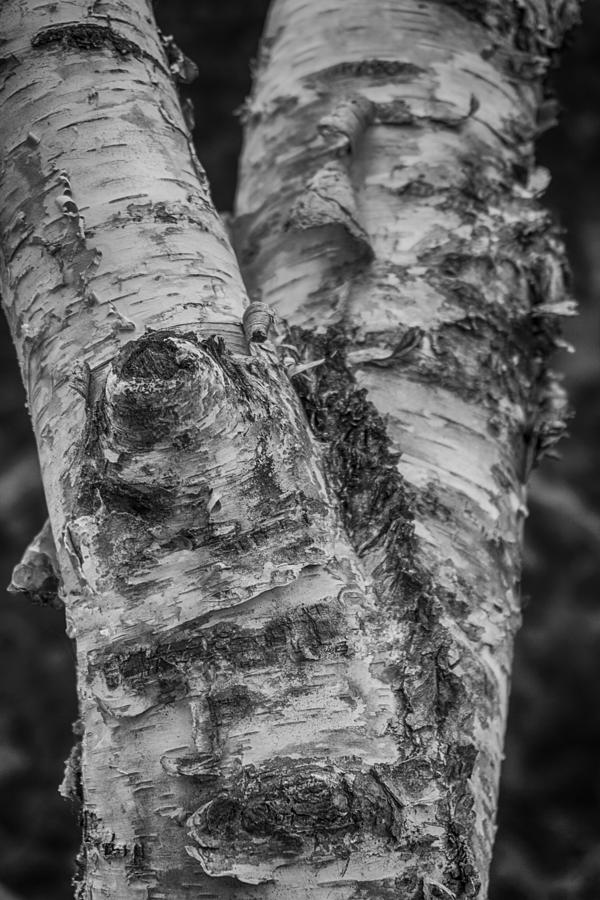Birch Tree BW Photograph by Amanda Jones