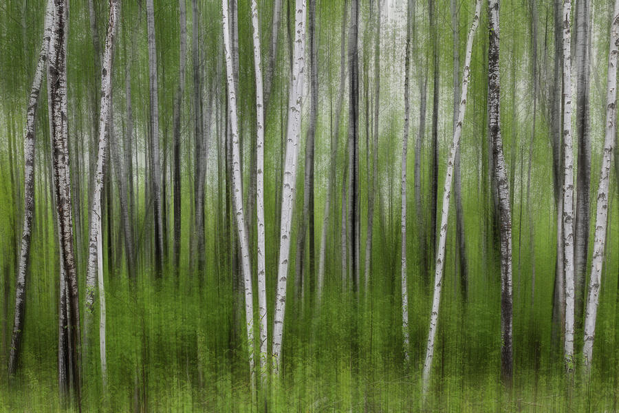 Birch Tree Forest #5 Photograph by Patti Deters