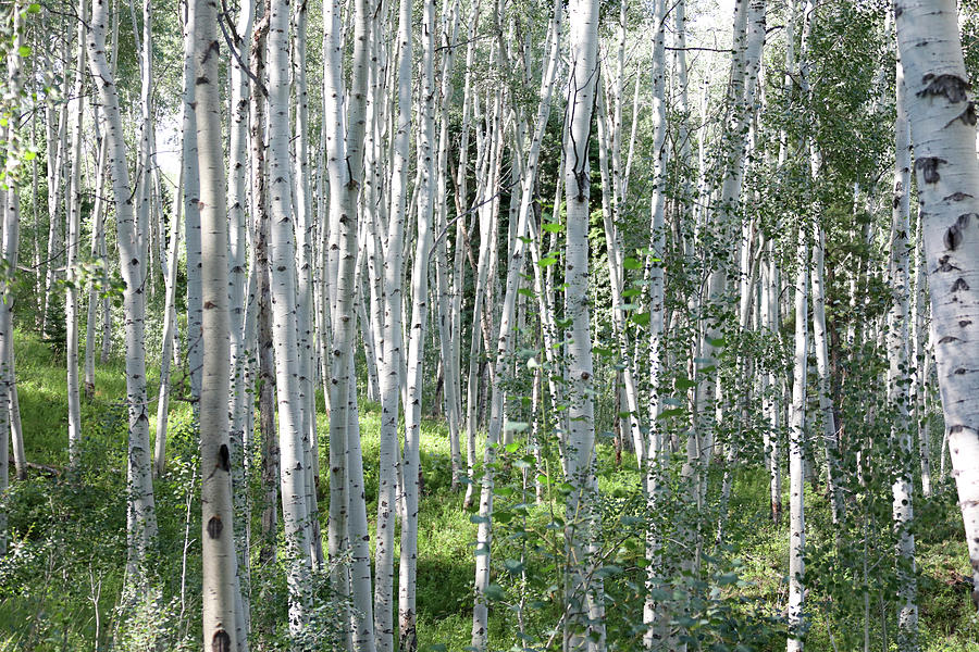 Birch Tree Photograph - Birch tree forest. by Alex Kossov