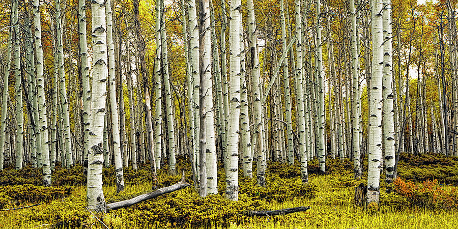 Birch Tree Forest Panoramic Photograph by Randall Nyhof
