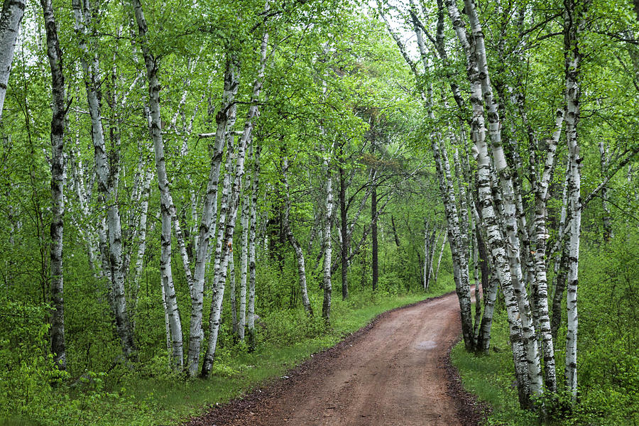Birch Tree Forest Path #1 Photograph by Patti Deters