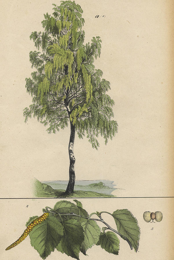 Birch tree Drawing by German Botanical Artist Fine Art America