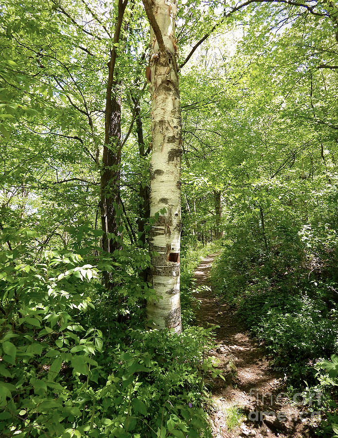Birch Tree Hiking Trail Photograph by Phil Perkins