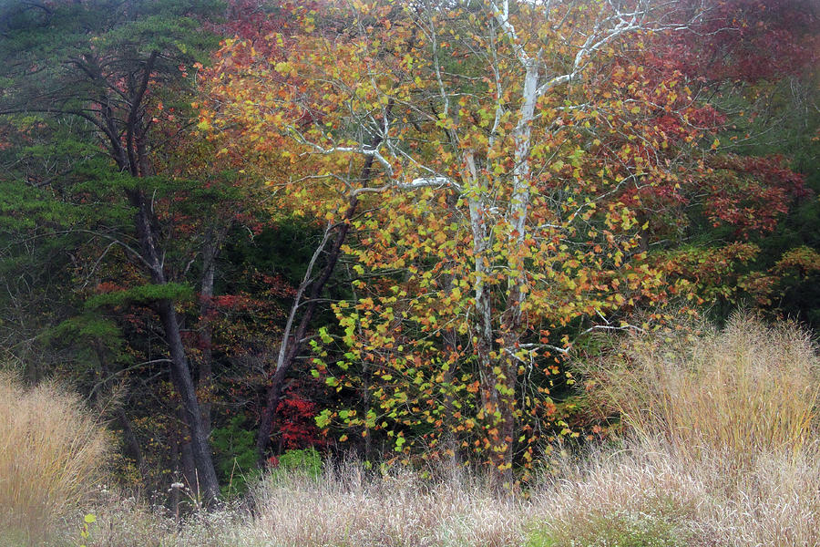 Birch Tree in Autumn Photograph by Angela Murdock