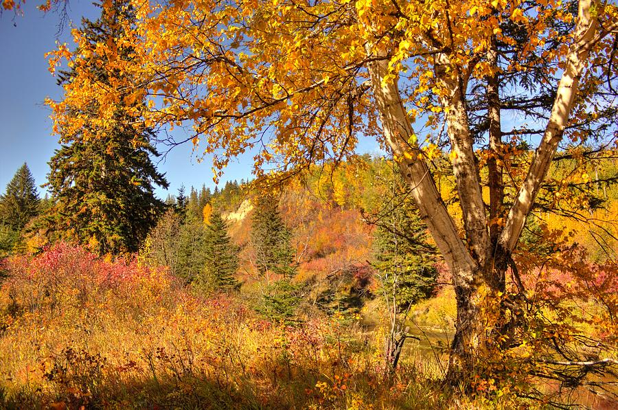 Birch Tree In Autumn Photograph