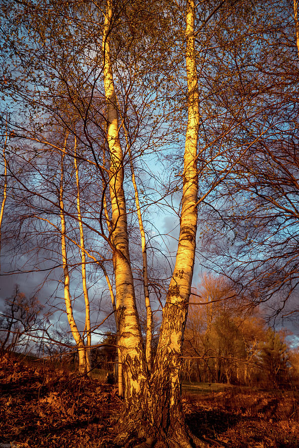 Birch tree in Golden hour Photograph by Lilia S