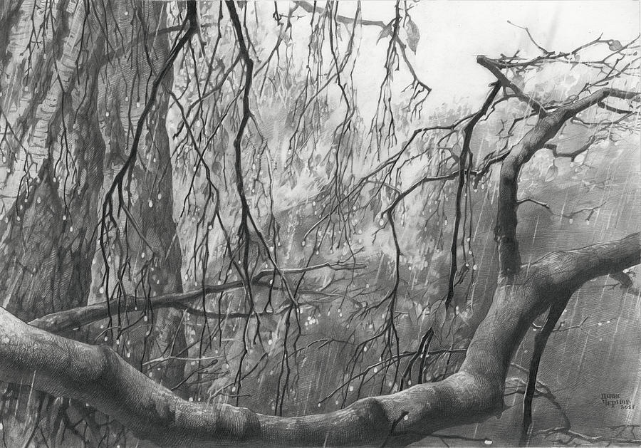 Nature Drawing - Birch Tree in Rain by Denis Chernov