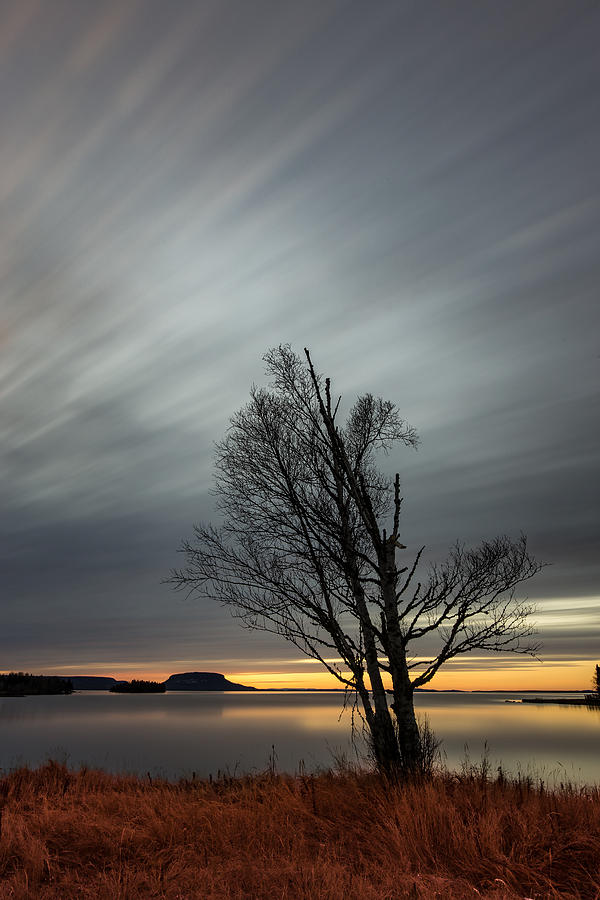 Birch Tree Photograph by Jakub Sisak