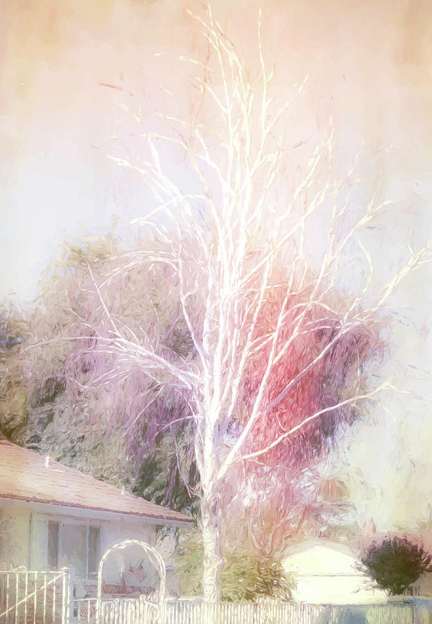 Birch Tree Light Digital Art by Terry Davis