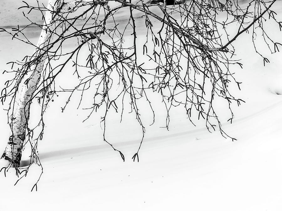 Birch Tree Photograph by Lyuba Filatova