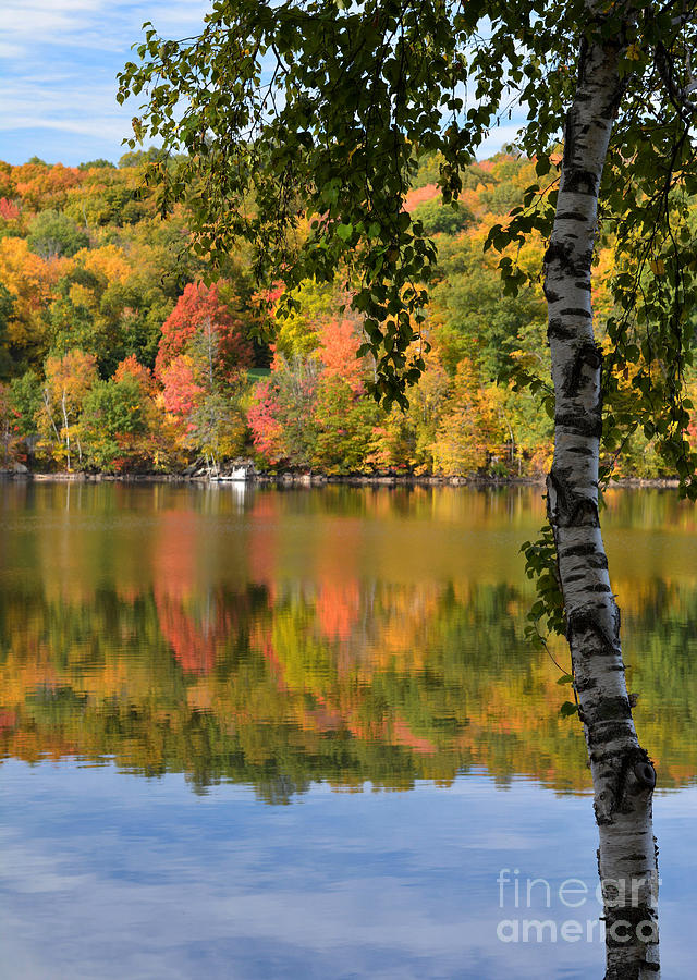 Birch Tree on Lake Photograph by Andrea Simon - Fine Art America